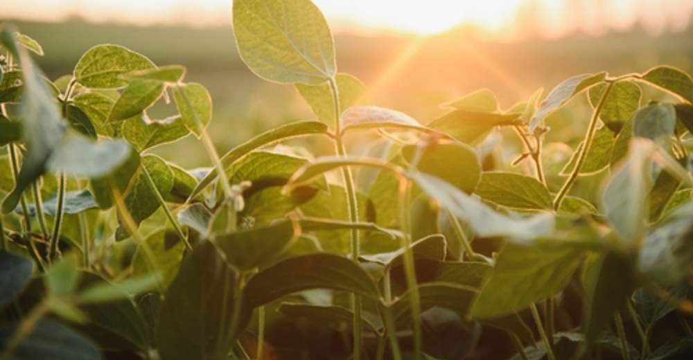 A field of soy plants with the sunshine horizon in the background